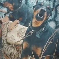 سگ دوبرمن نرماده