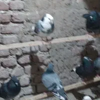 کبوتر پرشی|پرنده|محمدبار, |دیوار