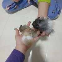 همستر|موش و خرگوش|اصفهان, فرح آباد|دیوار