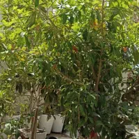 درخت چیکو و سیستان ولیمو محلی لیمو شیرازی|گل و گیاه طبیعی|چابهار, |دیوار