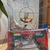 فروش عروس هلندی دستی