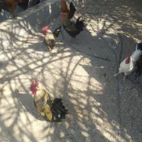 فروش خروس محلی