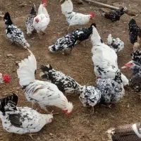 تخم مرغ گلین