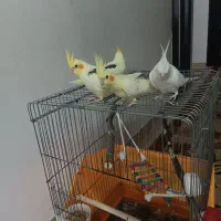 فروش 4عددعروس هلندی زیباو سالم