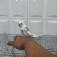 یک جفت عروس هلندی دستی