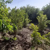 علف زنی .جوب بندی. هرس درختان.