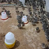 فروش جوجه بوقلمون