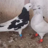 کفتر صید رنگه وتهرانی