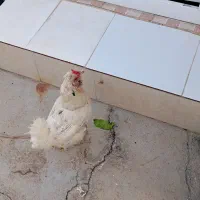فروش مرغ و خروس محلی