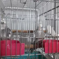 جفت عروس هلندی آلبینو دوکت،ابلق مولد باتخم جوجه