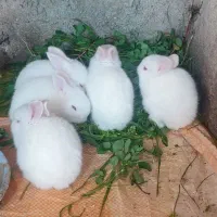 خرگوش|موش و خرگوش|خان ببین, |دیوار