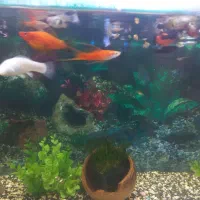 ماهی آکواریوم|ماهی|مه ولات, |دیوار