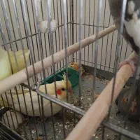 عروس هلندی|پرنده|تهران, ارجمندی راد|دیوار