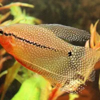 فروش ماهی ولوازم اکواریوم|ماهی|دوگنبدان, |دیوار