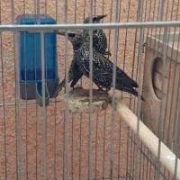 مینا افغان درشت|پرنده|مشهد, نوده|دیوار