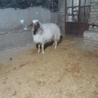 قوچ سنجابی|حیوانات مزرعه|زاغه, |دیوار