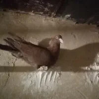 کفتر صید|پرنده|کاشمر, |دیوار