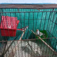 فنج|پرنده|میناب, |دیوار