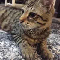 گربه جهت واگذاری با شرایط|گربه|نوشهر, |دیوار