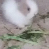 خرگوش فروشی|موش و خرگوش|خلیل آباد, |دیوار