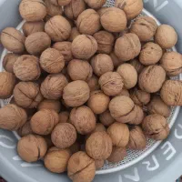 گردو