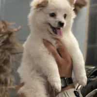 پامر ماده  ۵ماهه ۸تومن