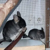 فروش چینچیلا