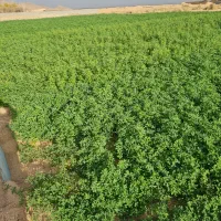 یونجه (علف درزه کرده)|عمدهفروشی|تفت, |دیوار