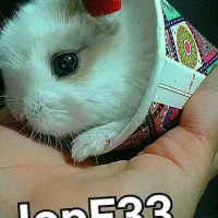 کوتولهاجرسی|موش و خرگوش|بروجرد, |دیوار