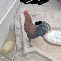 خروس محلی اصل