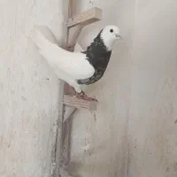 طوق شازده ای