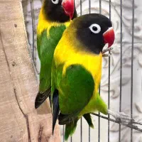 فنچ رزبورک برزیلی جادانی استیل مکانیزه نیوفما قفس