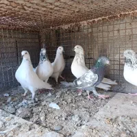 چند جفت کبوتر فروشی|پرنده|هندیجان, |دیوار