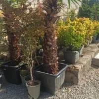 فروش درختچه پالم،یاس هلندی،سیکاس و..|خدمات باغبانی و درختکاری|تهران, شهرک غرب|دیوار