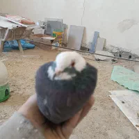 کفتر یا کبوتر|پرنده|قلعه نو, |دیوار