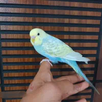 مرغ عشق رینبو رام رنگ خاص و قفس بازاری