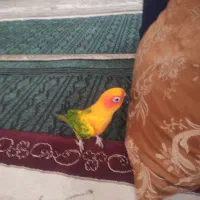 طوطی خورشیدی..گرینچیک کاملا دستی ورام