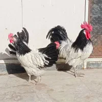 تخم،جوجه،مرغ زینتی لاکنولدر ورورک، اپنزلر،|حیوانات مزرعه|مشهد, شهید فرامرز عباسی|دیوار