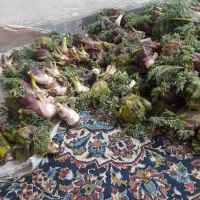 گنبو نر اصل