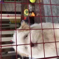 مفت مفت سگ شیتزو مالتیز همه چی تموم