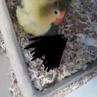 طوطی برزیلی (کوتوله) ماده|پرنده|فولادشهر, C7|دیوار