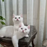 واگذاریه گربه ی خونگی