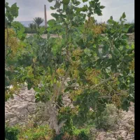 زمین پسته ای چترود