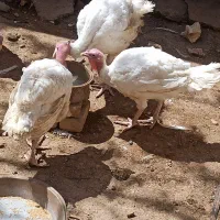 بوقلمون هرسین روستای چهر