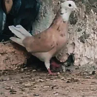 ۲تا نر دیوانه معامله وقت با جفت شامی یا سبز کاغذی