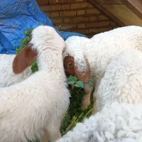 بره.میش.بز.بیگ