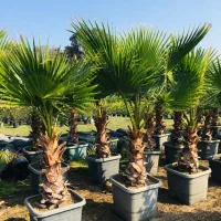 پالم یاس شمشاد گل