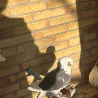 کبوتر گم شده