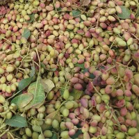 پسته کال خرید و فروش