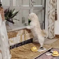 سگ خانگی|سگ|نجف‌آباد, کشاورز|دیوار